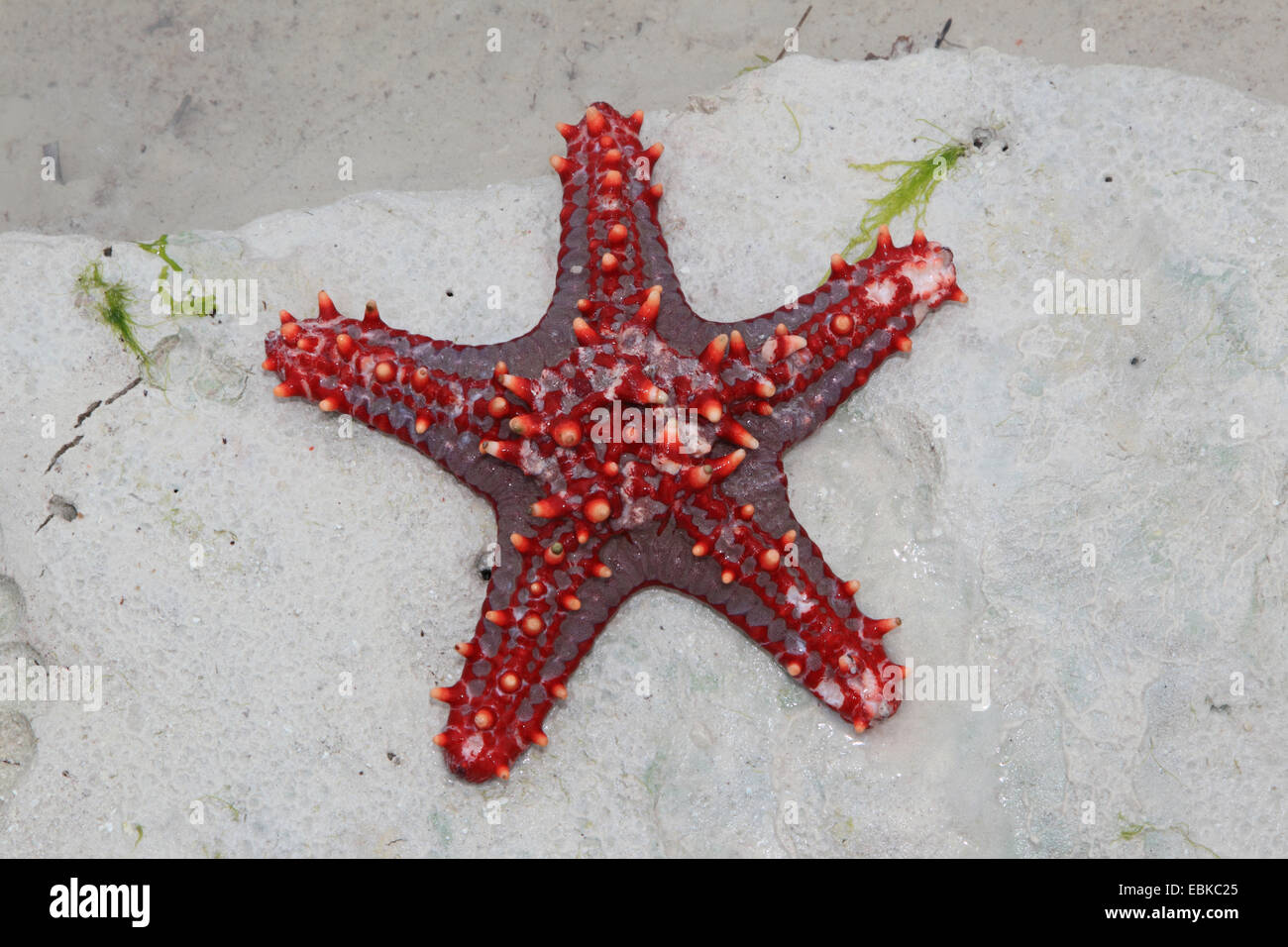 Coussin Panamic étoile de mer (Pentaceraster cumingi), red sea star sur une plage, la Tanzanie, Sansibar Banque D'Images