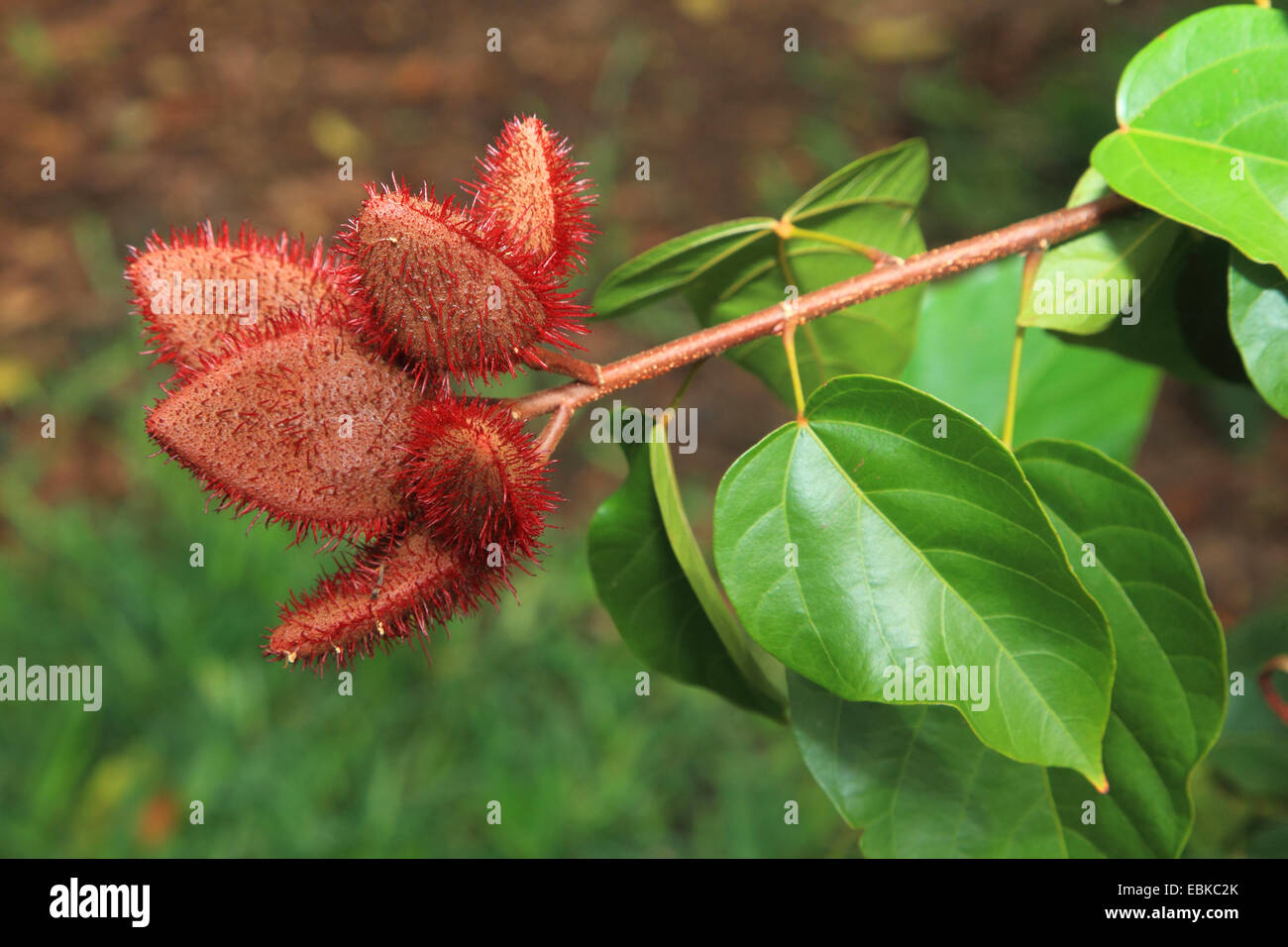 Achiote, rocou, arbre, rouge à lèvres (Urucum Bixa orellana), branche avec fruits, Tanzanie, Sansibar Banque D'Images