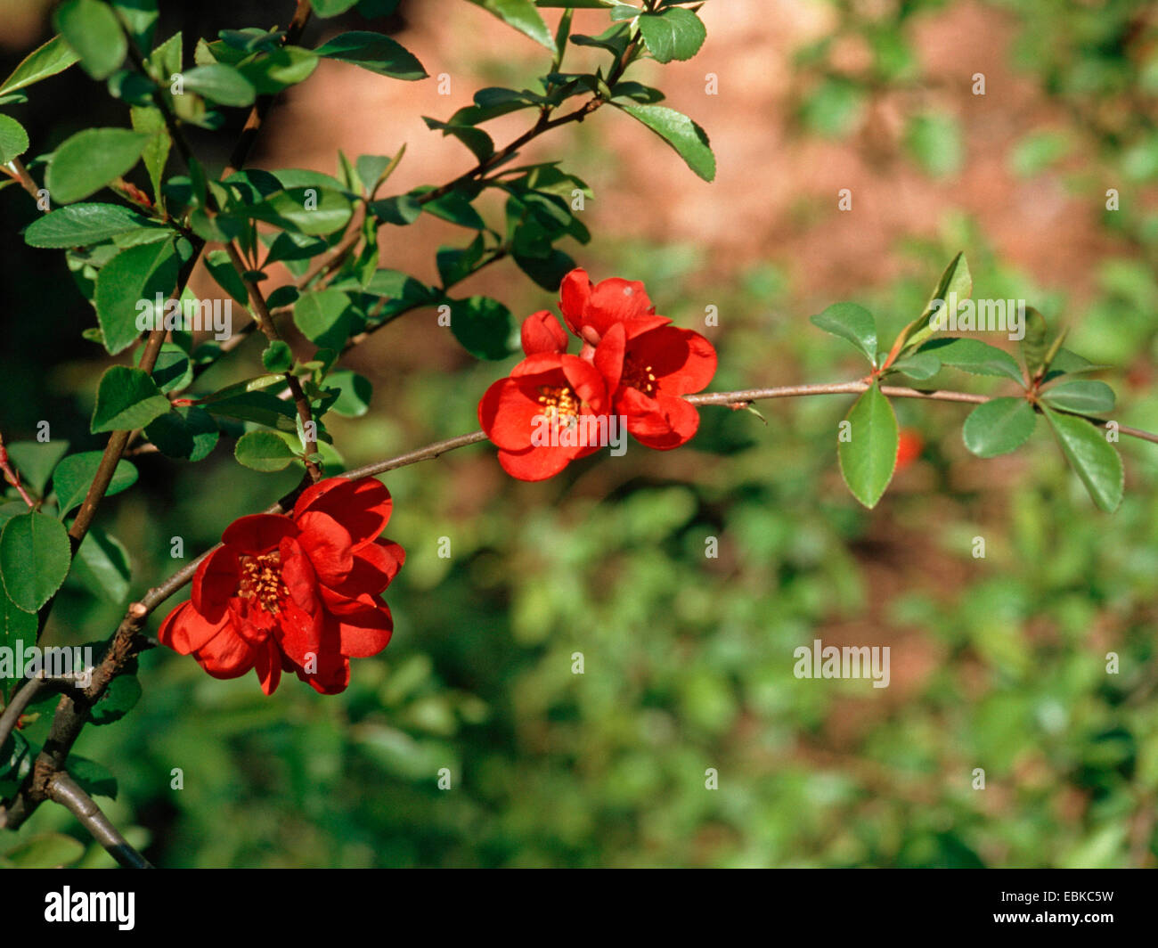 Cognassier (ornement Chaenomeles x superba, Chaenomeles superba), la direction générale en fleurs Banque D'Images