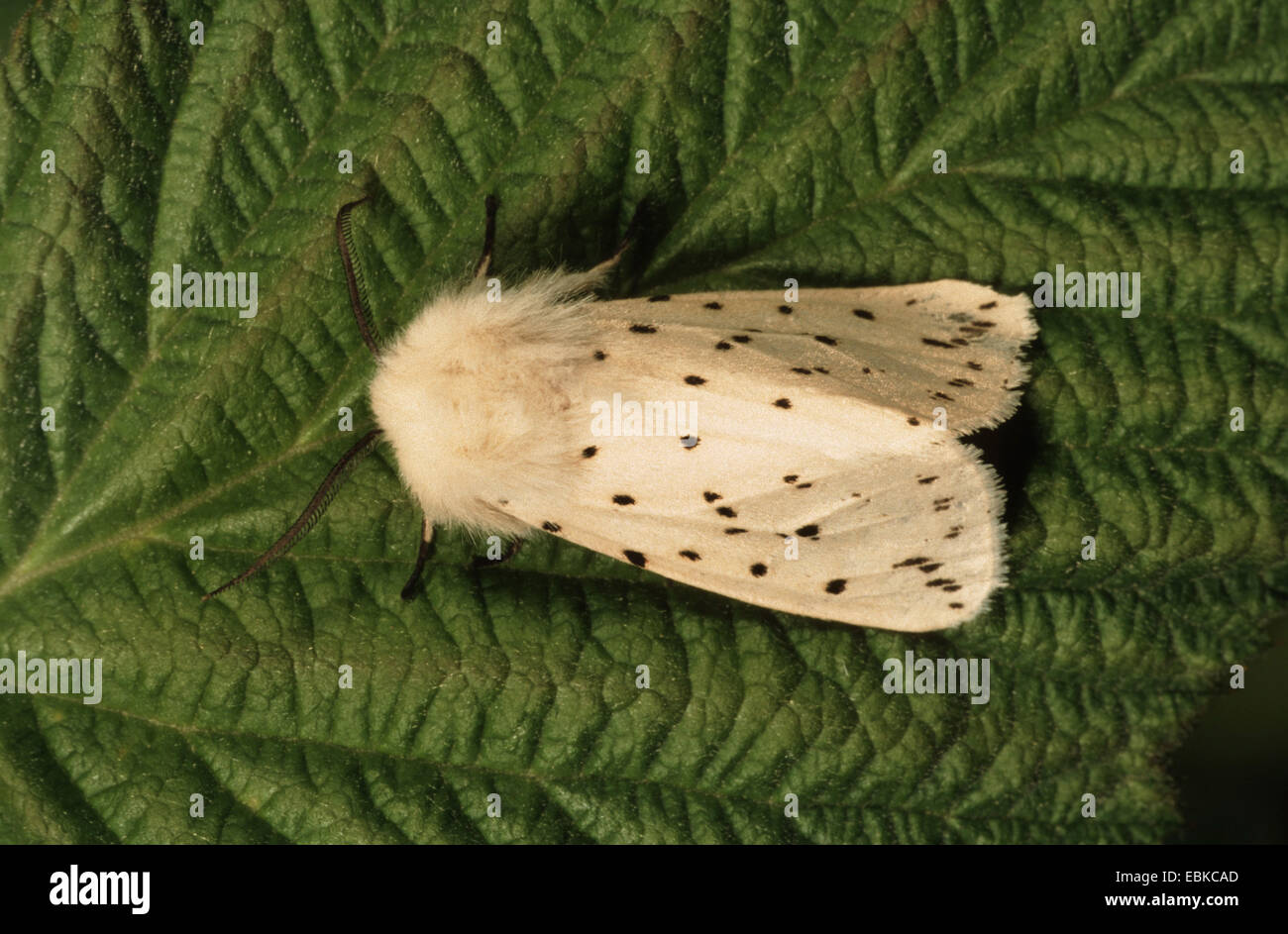 Hyponomeute du pommier blanc (Spilosoma lubricipeda Spilosoma menthastri,), assis sur une feuille, Allemagne Banque D'Images