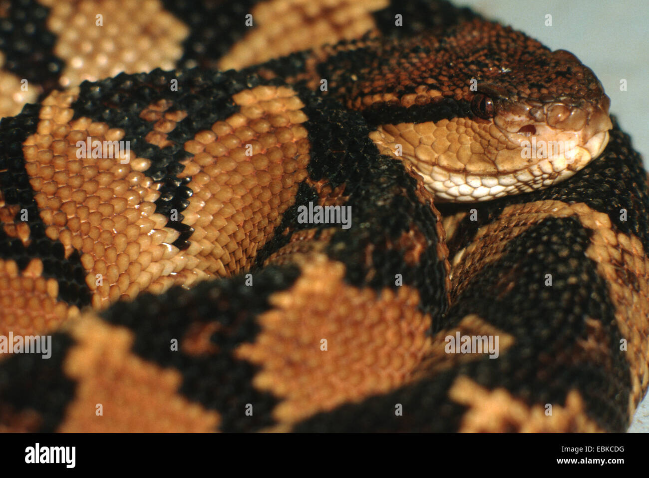 Bushmaster serpent (Lachesis muta stenophrys stenophyrs, Lachesis), portrait Banque D'Images