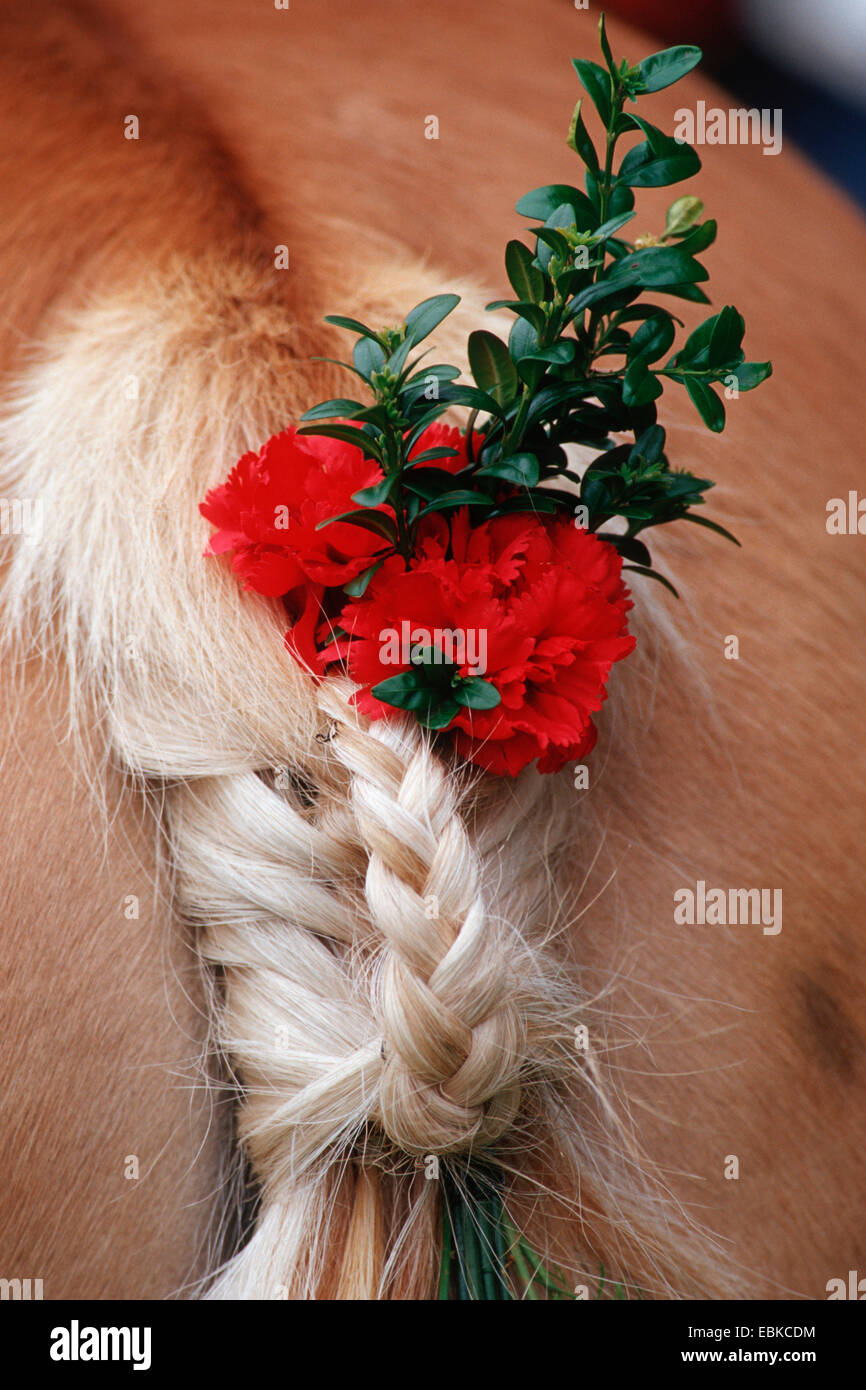 Cheval Haflinger (Equus przewalskii f. caballus), décorées avec des fleurs, queue de cheval, Allemagne Bavière Banque D'Images