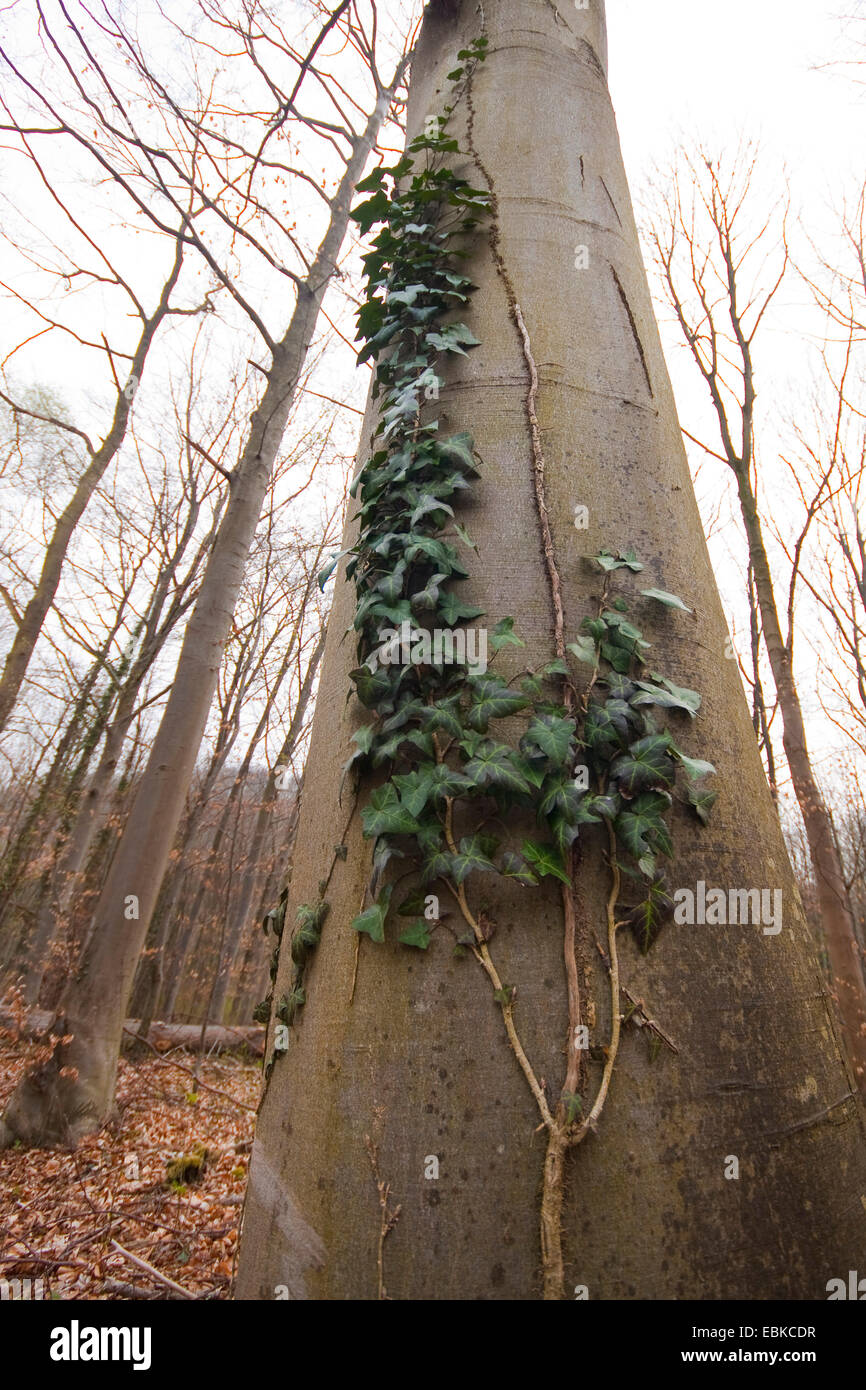 Le lierre, lierre (Hedera helix), escalade un beech tree, Allemagne, Bade-Wurtemberg Banque D'Images
