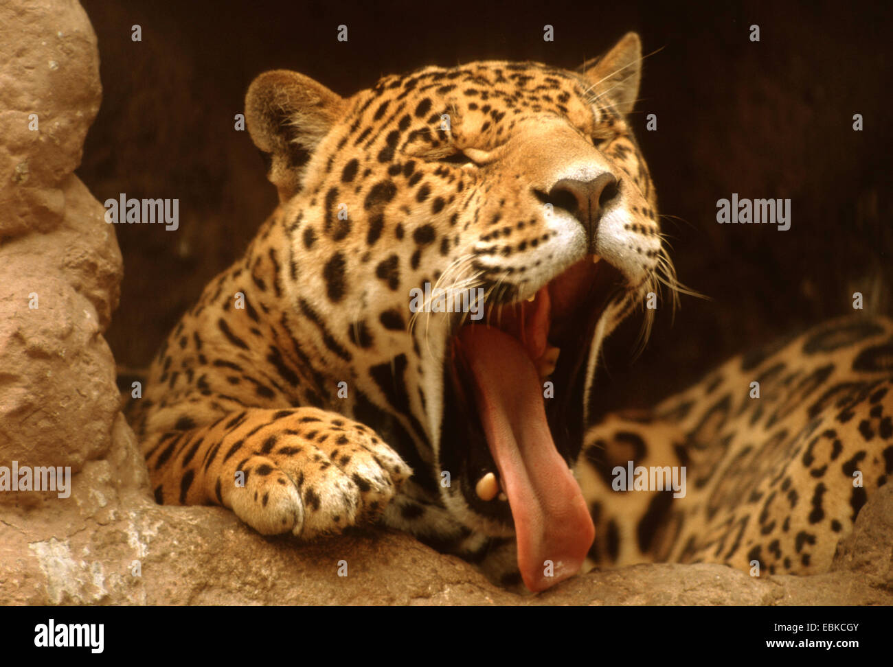 Jaguar (Panthera onca), le bâillement Banque D'Images