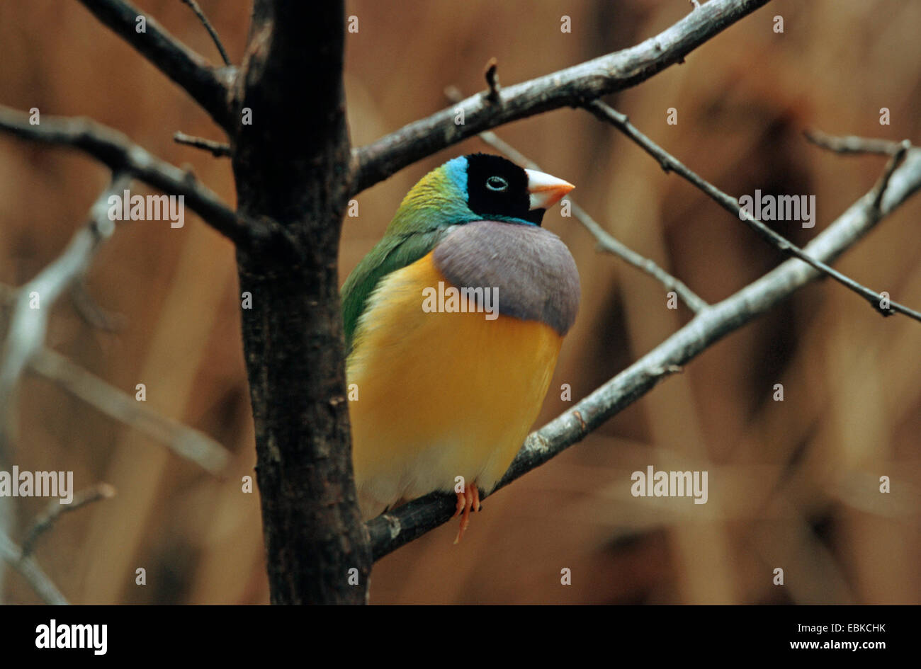 Gouldian finch (Chloebia gouldiae, Erythrura gouldiae), reposant sur une branche Banque D'Images