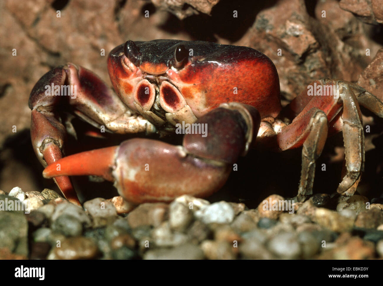 Terre blackback crabe, crabe de terre noir, rouge (crabe terrestre Gecarcinus lateralis, Gigantinus lateralis), à port Banque D'Images