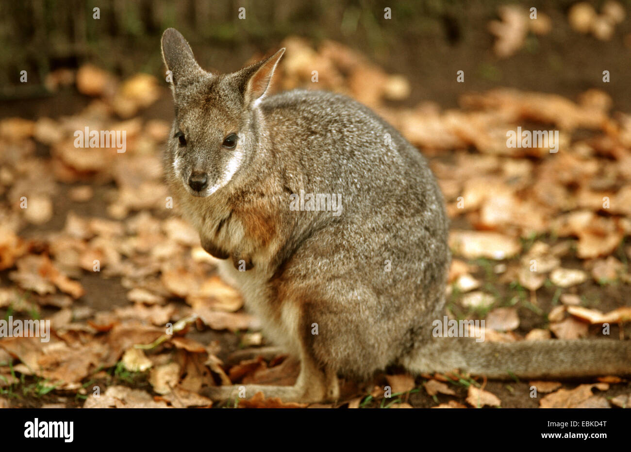 Wallaby tammar, dama wallaby (Macropus eugenii), close-up view Banque D'Images