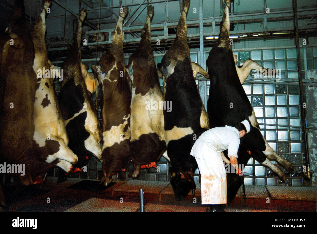 Les bovins domestiques (Bos primigenius f. taurus), les têtes coupées cadavres accrochés à une patte dans un abattoir, l'Allemagne, Banque D'Images