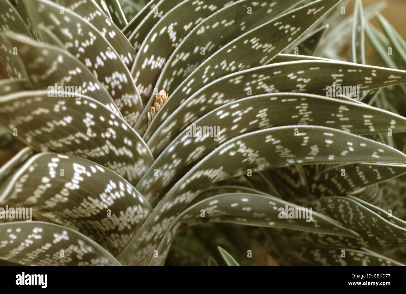 Partridge-breasted aloe (Aloe variegata), feuilles Banque D'Images