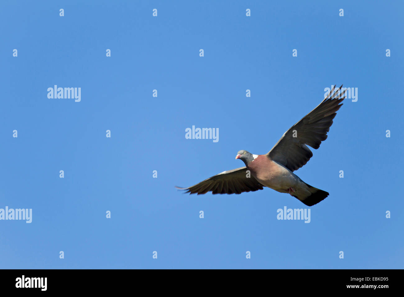 Pigeon ramier (Columba palumbus), glisser à travers un ciel bleu clair, l'Allemagne, Schleswig-Holstein Banque D'Images Pigeon ramier (Columba palumbus), glisser à travers un ciel bleu clair, l'Allemagne, Schleswig-Holstein Banque D'Images