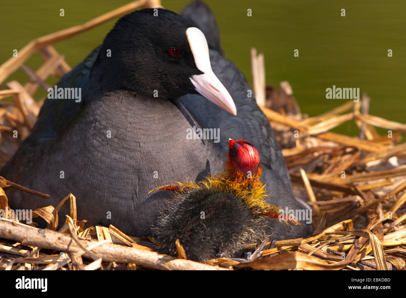 Black Foulque macroule (Fulica atra), avec les poussins dans le nid, Suisse, Sankt Gallen Banque D'Images