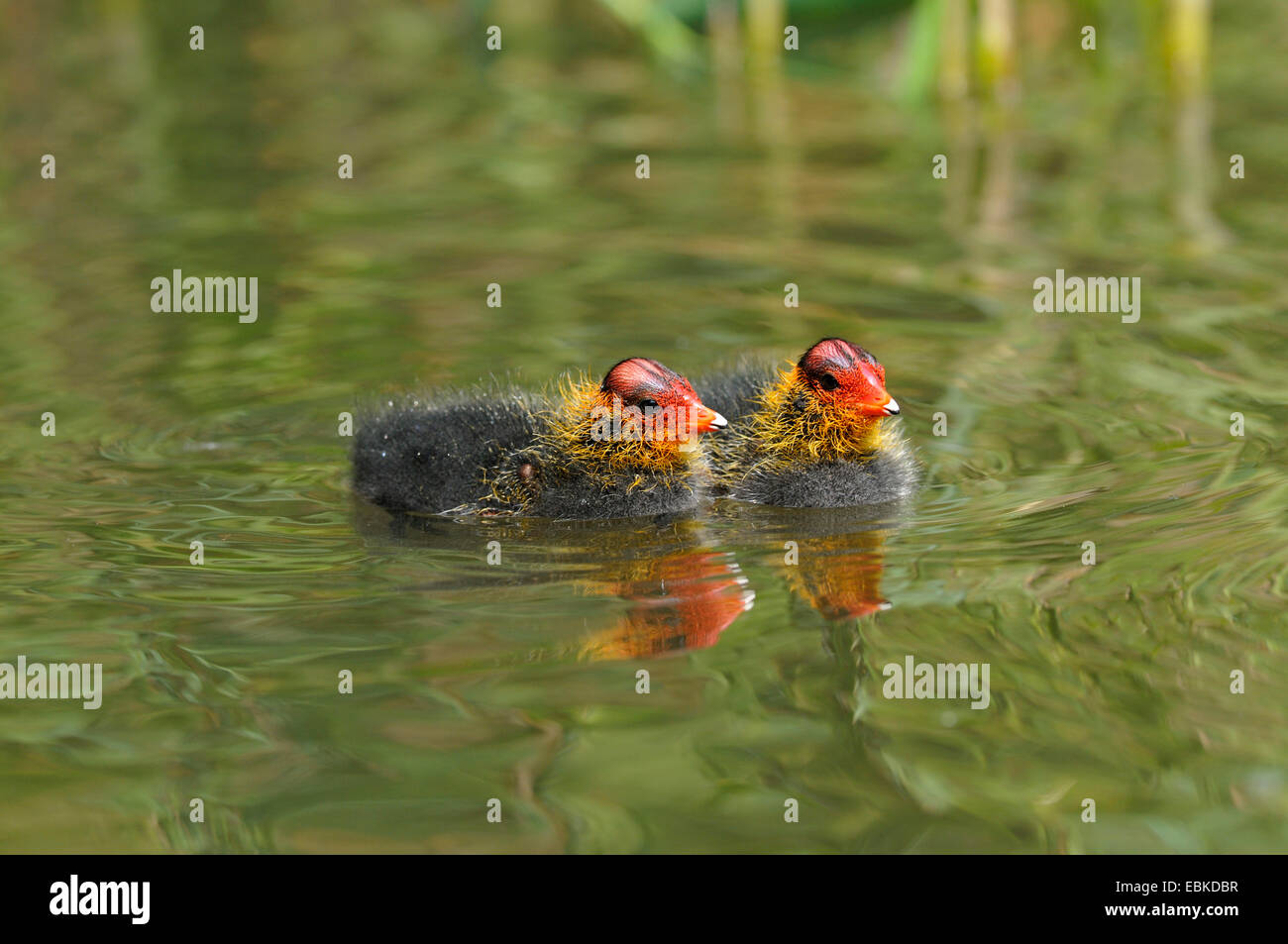 Black Foulque macroule (Fulica atra), deux poussins natation, Allemagne, Rhénanie du Nord-Westphalie Banque D'Images