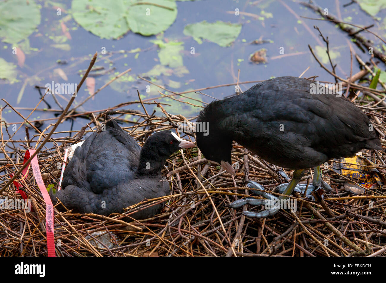 Black Foulque macroule (Fulica atra), couple sitting in nest et le toilettage, Allemagne Banque D'Images