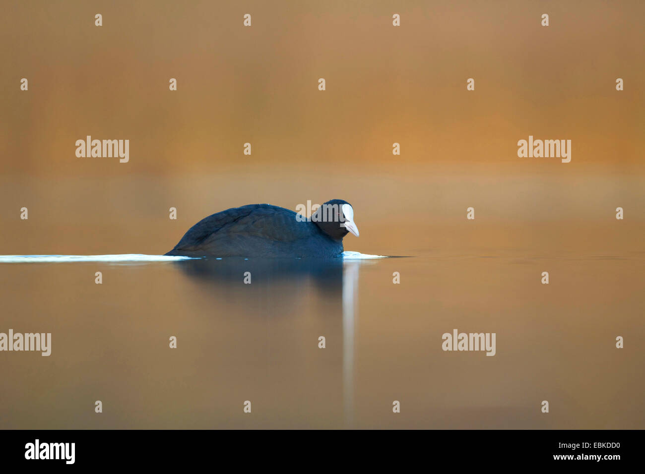 Black Foulque macroule (Fulica atra), nager dans la lumière du soir, Royaume-Uni, Ecosse, le Parc National de Cairngorms Banque D'Images