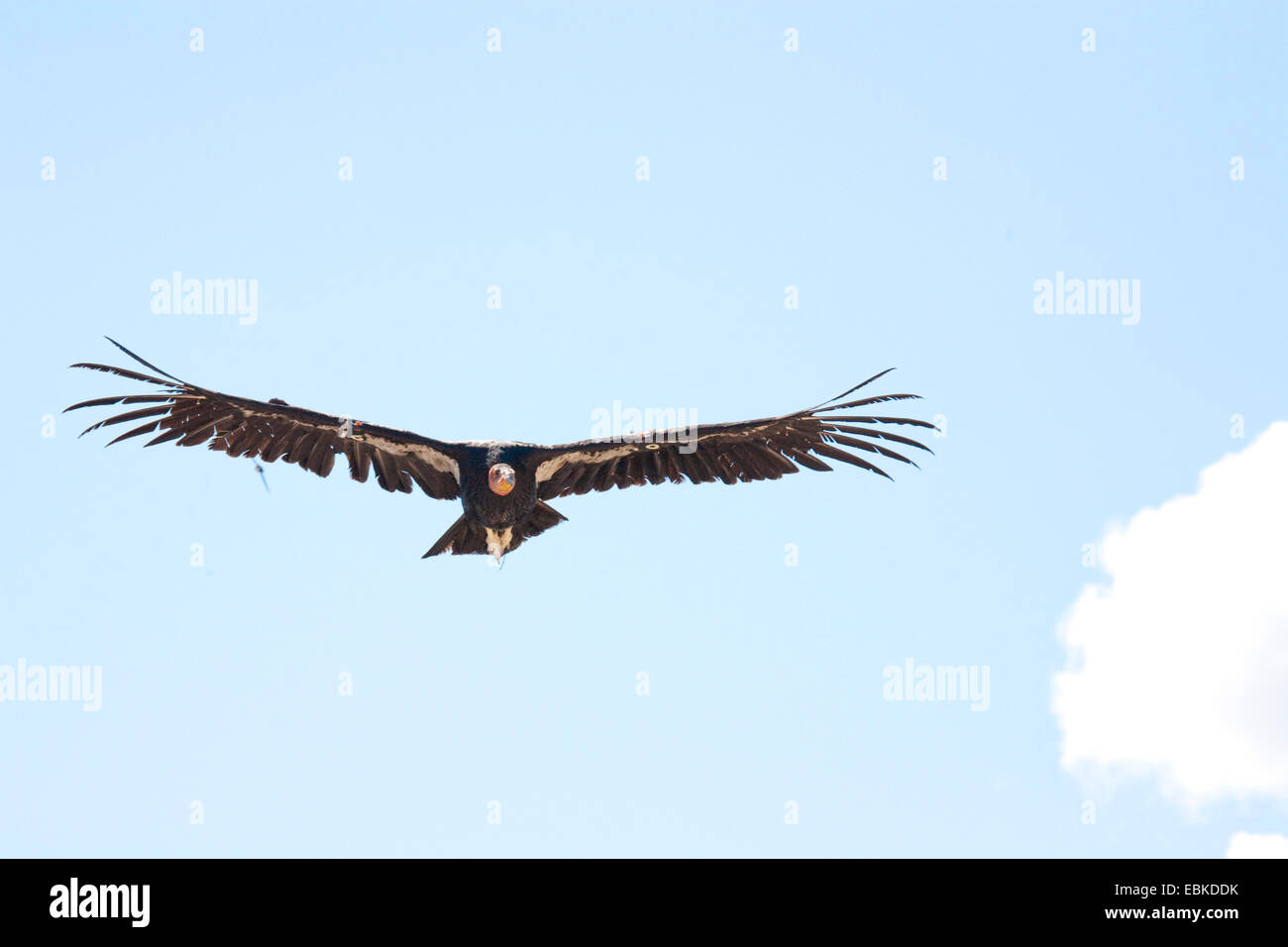 Condor de Californie (Gymnogyps californianus), en survolant le Grand Canyon, USA, Utah, le Parc National du Grand Canyon Banque D'Images