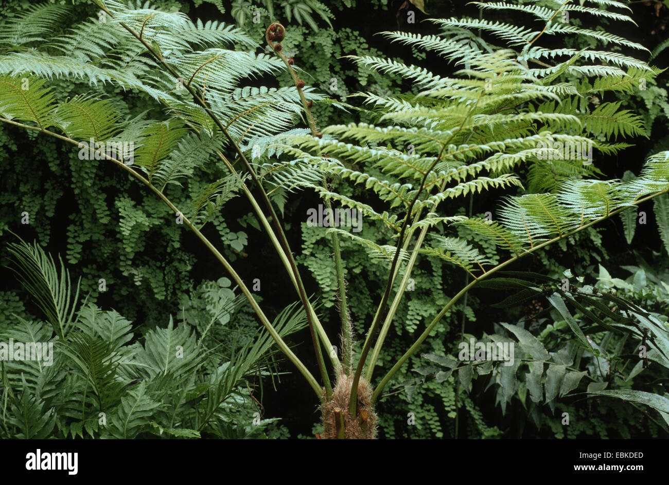Cooper's cyathea, fougère arborescente, lacy fougère arborescente, squameuse fougère arborescente (Cyathea cooperi, Sphaeropteris cooperi, Alsophila cooperi), frondes Banque D'Images