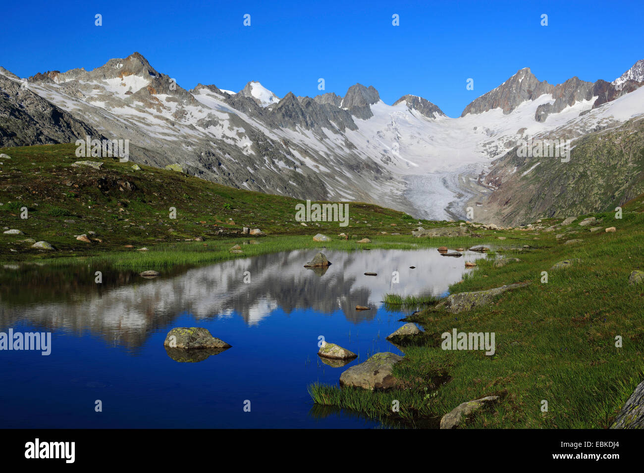 Alpes Suisses en sommer à Nyon, Oberaargletscher, Oberaarhorn, 3638 m, Finsteraarhorn, 4274m, la Suisse, l'Oberland bernois Banque D'Images