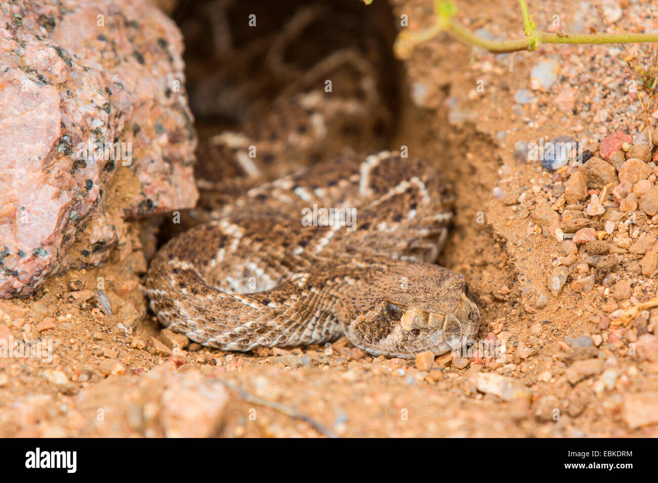 Western Diamondback Rattlesnake (Crotalus atrox), se cache une proie dans un terrier, USA, Arizona, Phoenix, Sonora Banque D'Images