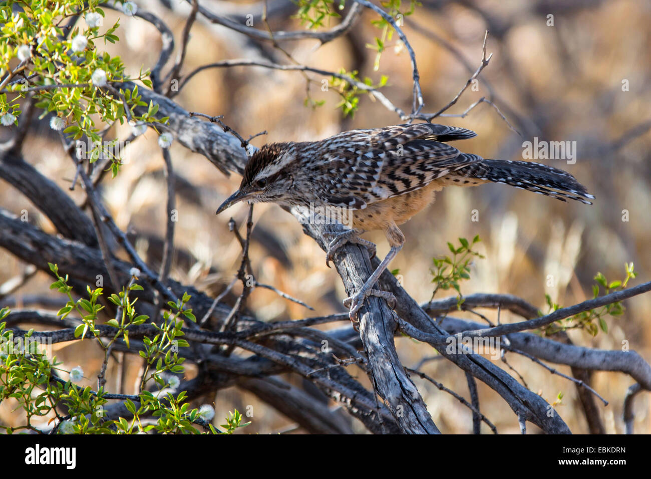 Les cactus (Campylorhynchus brunneicapillus wren), assis dans les branches, USA, Arizona, Phoenix Banque D'Images