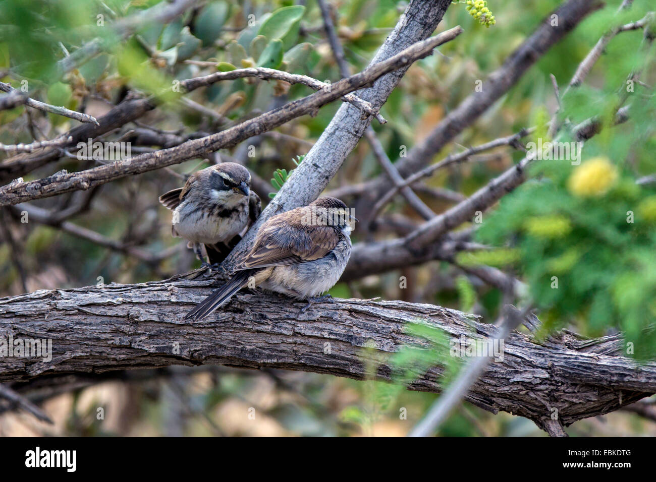 Bruant à gorge noire (amphispiza bilineata), les jeunes oiseaux assis sur une branche, USA, Arizona, Phoenix, Sonora Banque D'Images