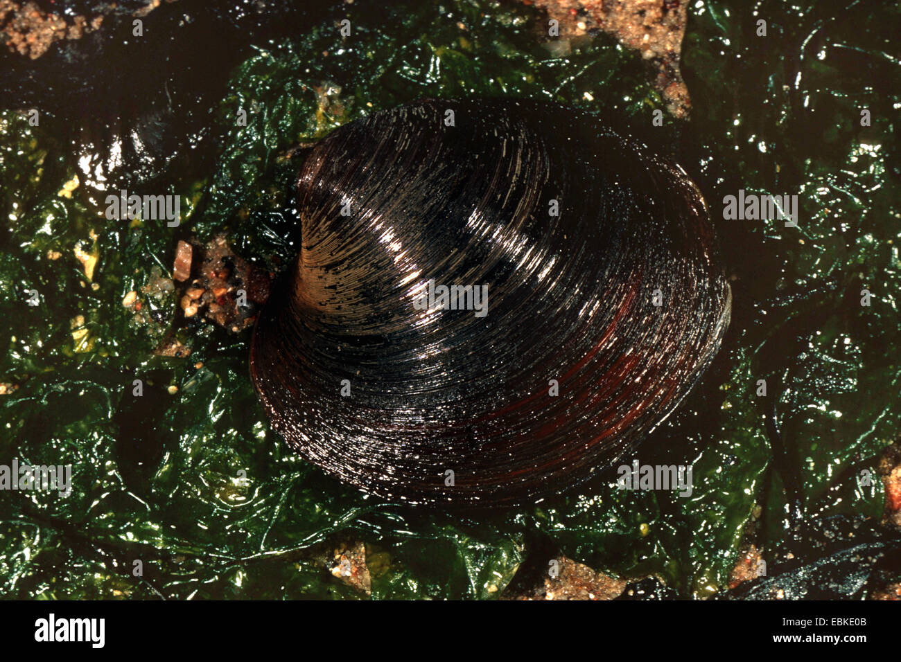 Allonge M Shell La cyprine Banque de photographies et d’images à haute résolution - Alamy