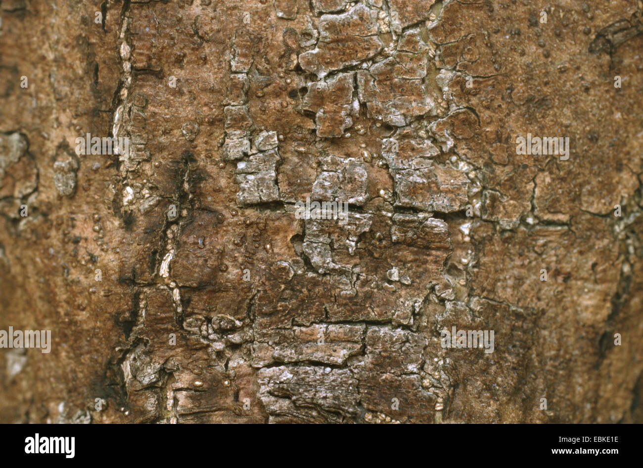 Olivier (Olea europaea ssp. sativa), l'écorce Banque D'Images