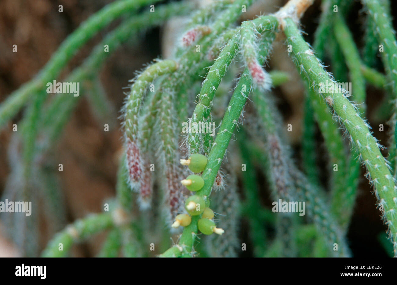 Cactus Rhipsalis baccifera gui (ssp. horrida, Rhipsalis cassutha ssp. horrida, Rhipsalis baccifera Rhipsalis cassutha, horrida horrida), avec des fruits Banque D'Images