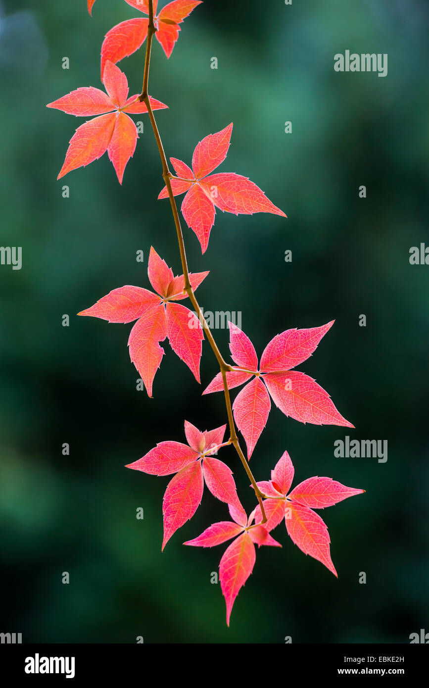 Faux-Virginia creeper (Parthenocissus inserta, Parthenocissus quinquefolia agg.), les feuilles d'automne, Allemagne Banque D'Images