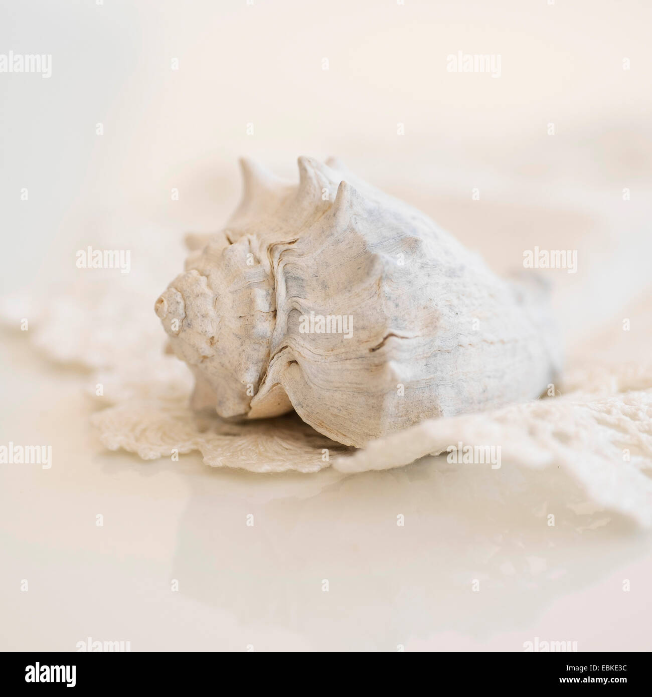 Studio shot of seashell Banque D'Images