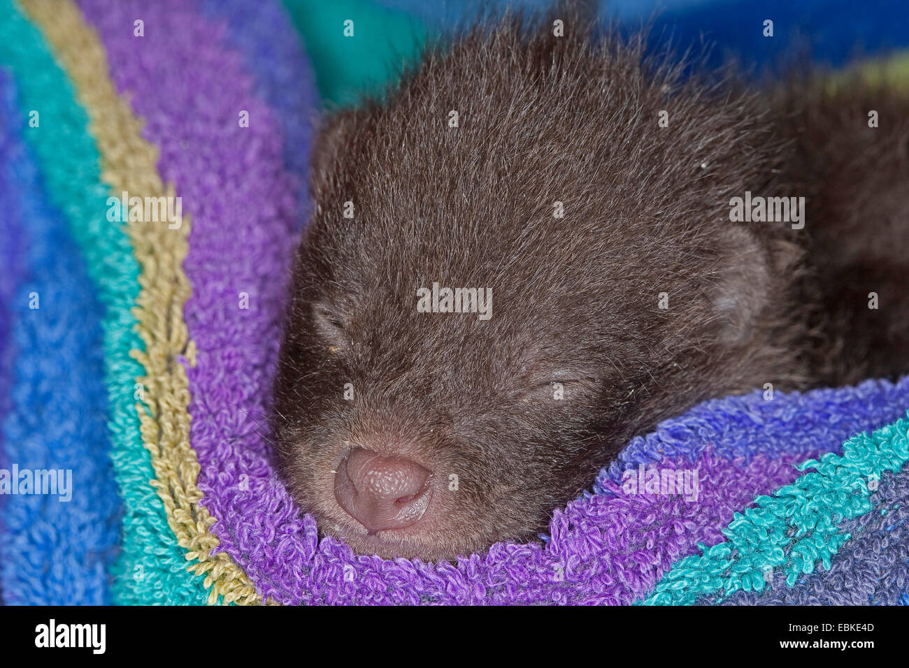 Le chien viverrin (Nyctereutes procyonoides), orphelins chiot dormir dans une serviette, Allemagne Banque D'Images