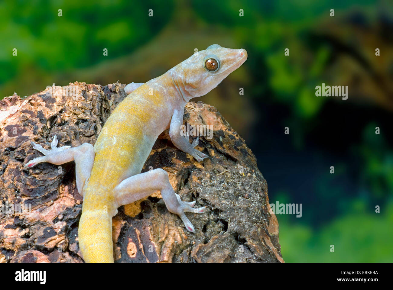 Golden gecko (Gekko ulikovskii auratus auratus), Gekko, vue arrière Banque D'Images