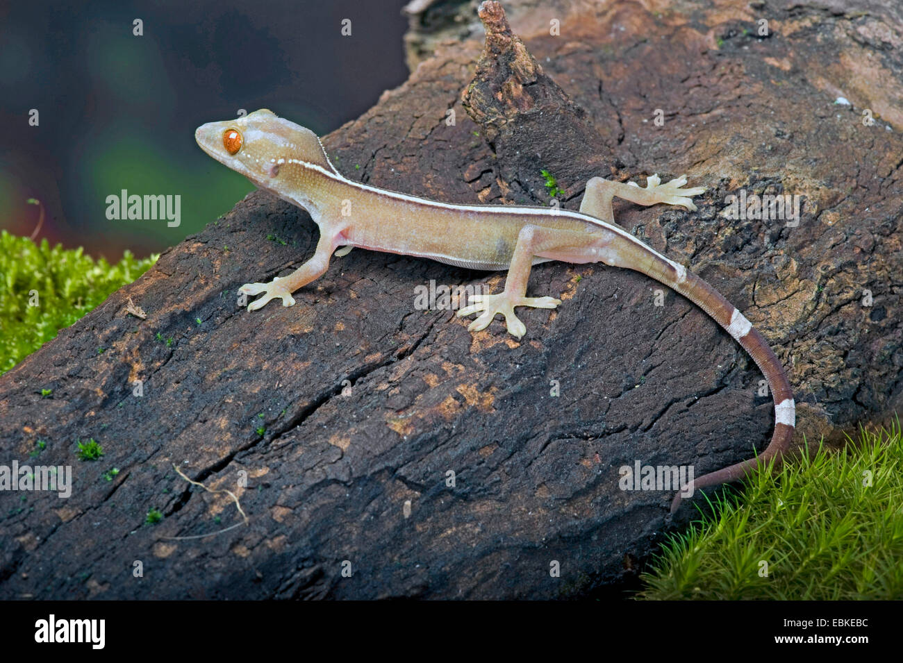 Gecko Gekko vittatus (doublée), sur un tronc d'arbre Banque D'Images