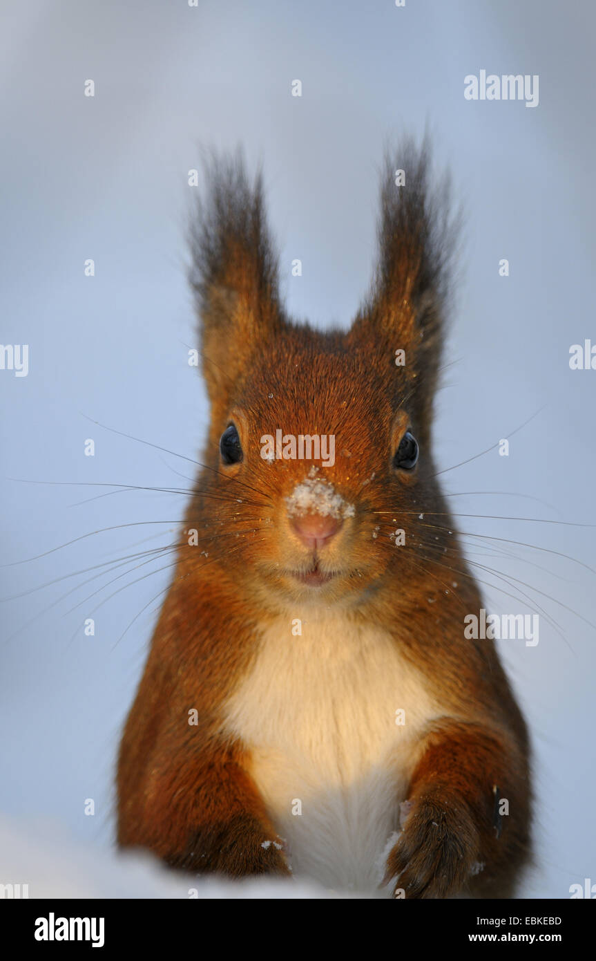 L'écureuil roux européen eurasien, l'écureuil roux (Sciurus vulgaris), portrait dans la neige, en Allemagne, en Rhénanie du Nord-Westphalie Banque D'Images