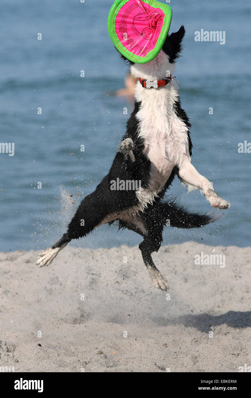 Border Collie (Canis lupus f. familiaris), Border Collie playing on the Beach, Floride, USA Banque D'Images