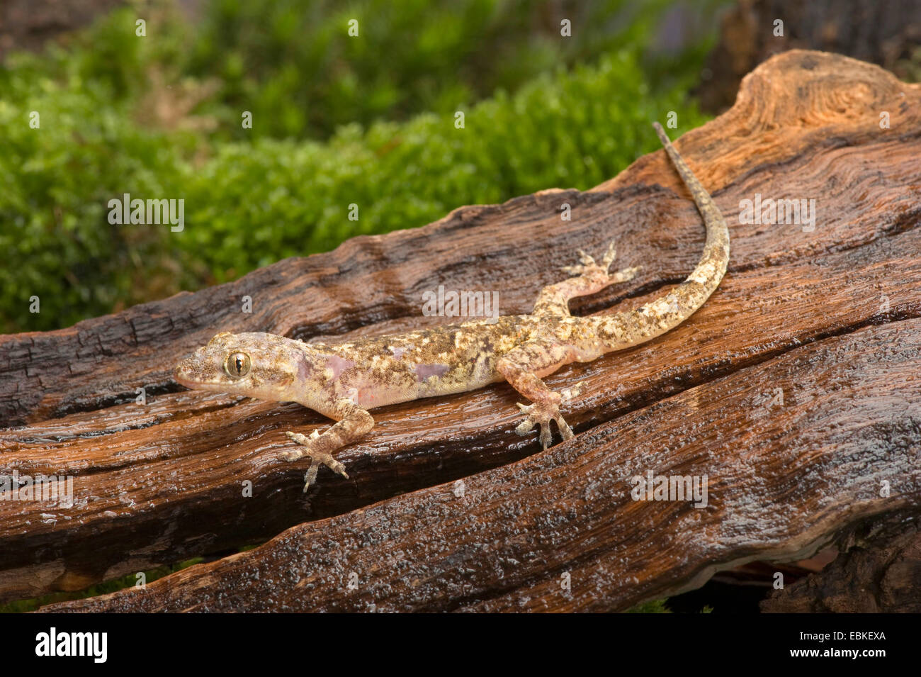 Brook's la moitié-toed gecko, gecko, Brook à l'African house gecko (Hemidactylus brookii), sur le bois mort Banque D'Images