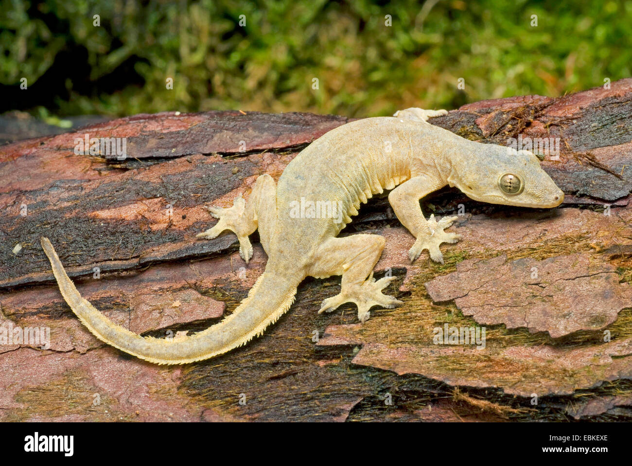 Feuille asiatique-toed gecko, gecko, cheechak chambre asiatique (Hemidactylus frenatus), sur le bois mort Banque D'Images