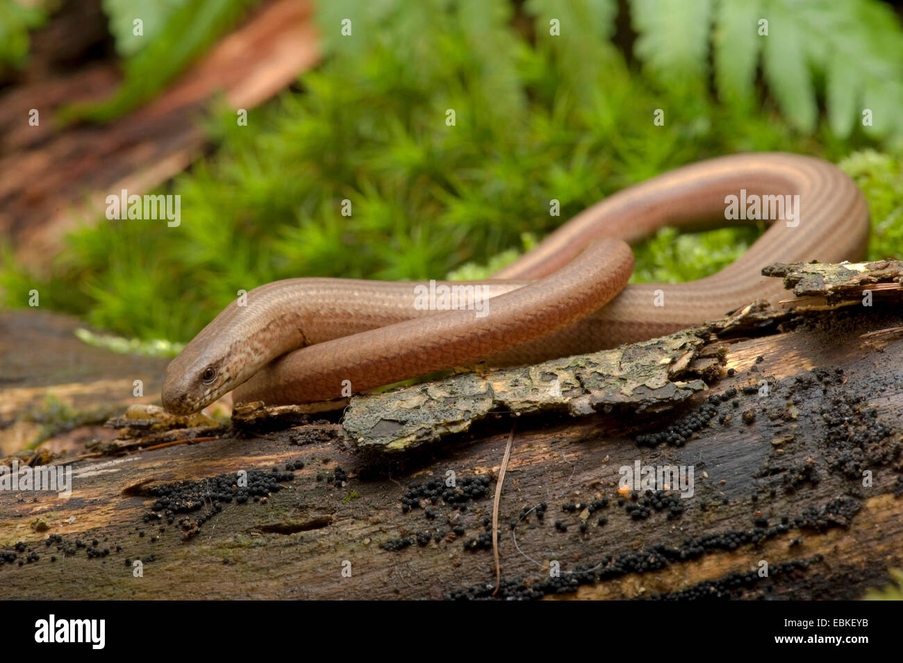Ver lent européenne, blindworm, slow worm (Anguis fragilis), l'enroulement sur le bois mort, Allemagne Banque D'Images