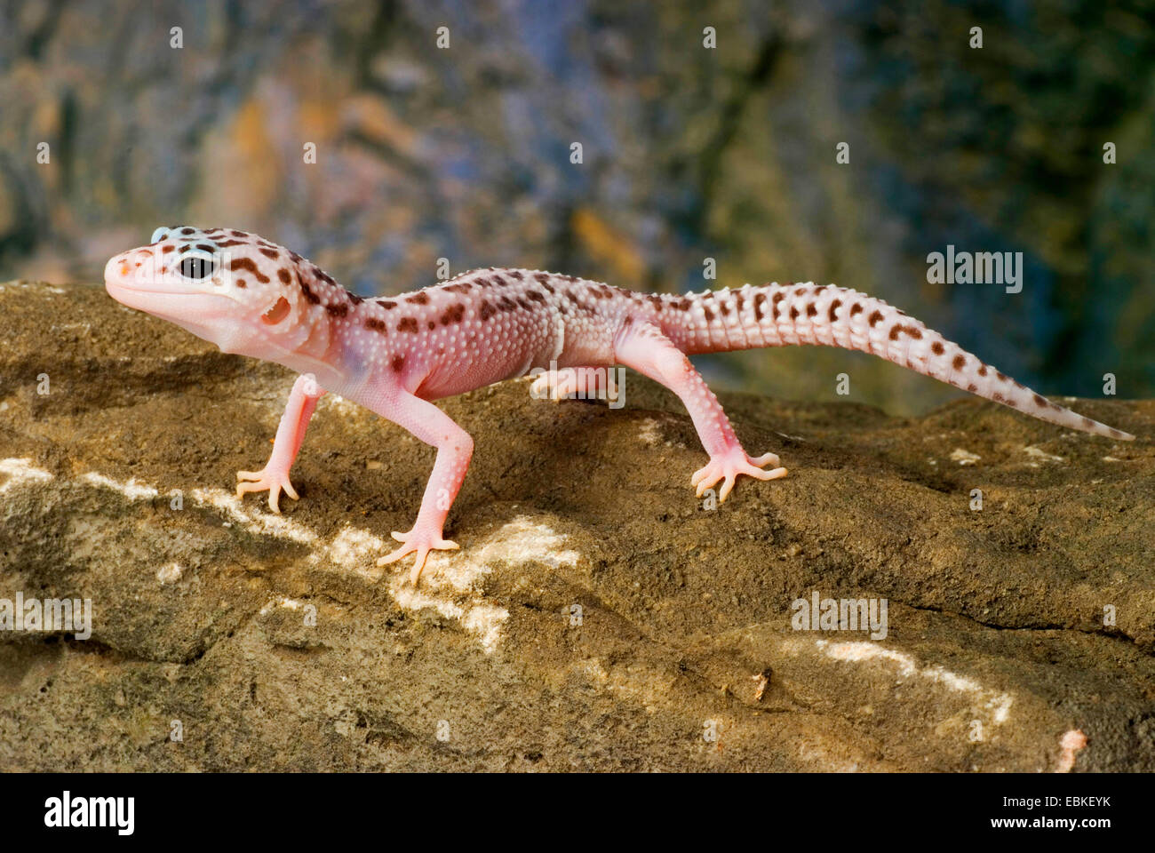 Le gecko léopard (Eublepharis macularius), race Mack Super Snow sur une pierre Banque D'Images