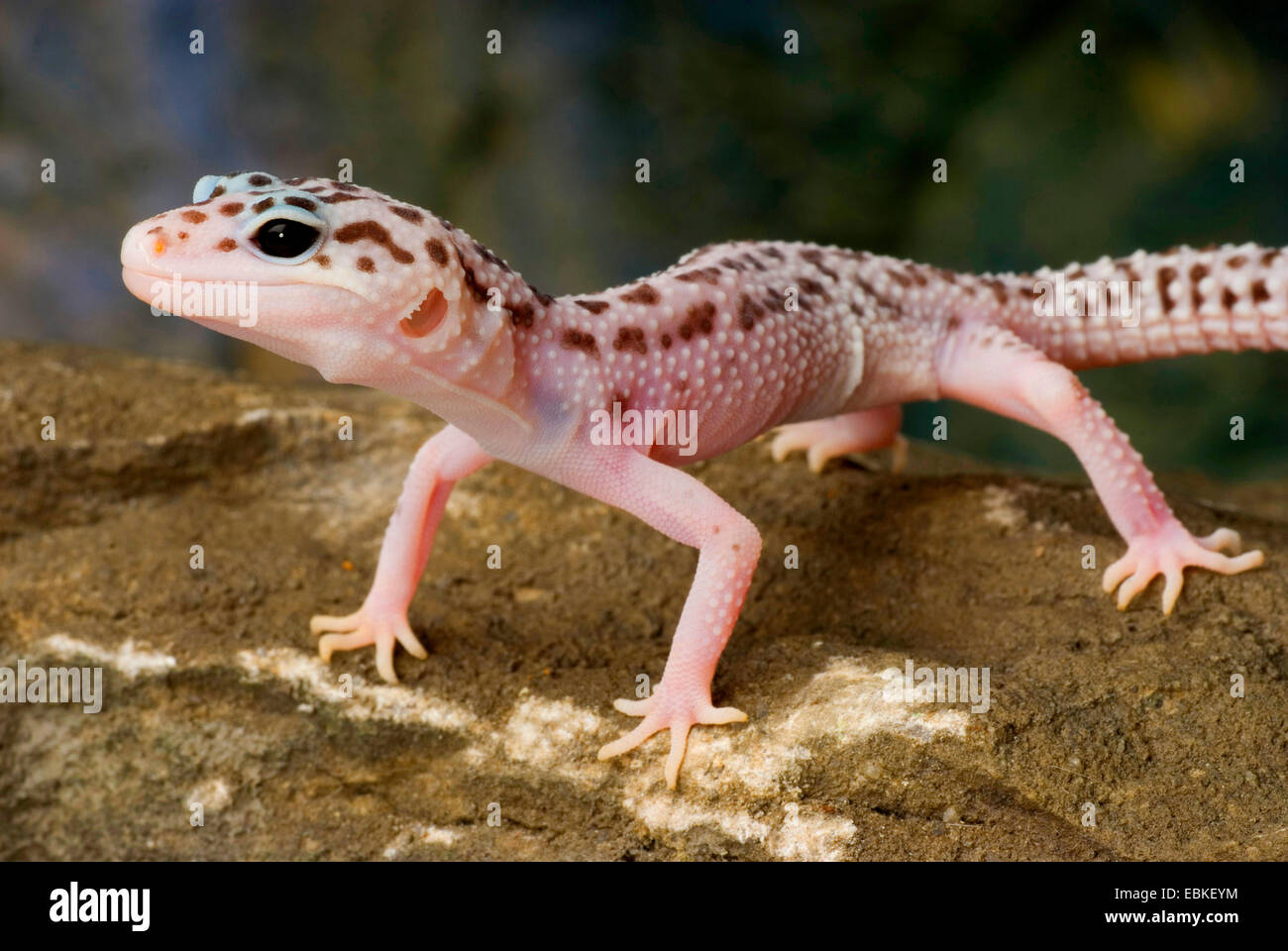 Le gecko léopard (Eublepharis macularius), race Mack Super Snow sur une pierre Banque D'Images