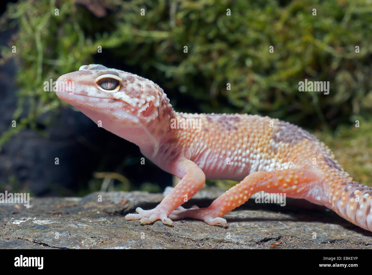 Le gecko léopard (Eublepharis macularius), sur une pierre Sunglow race Banque D'Images