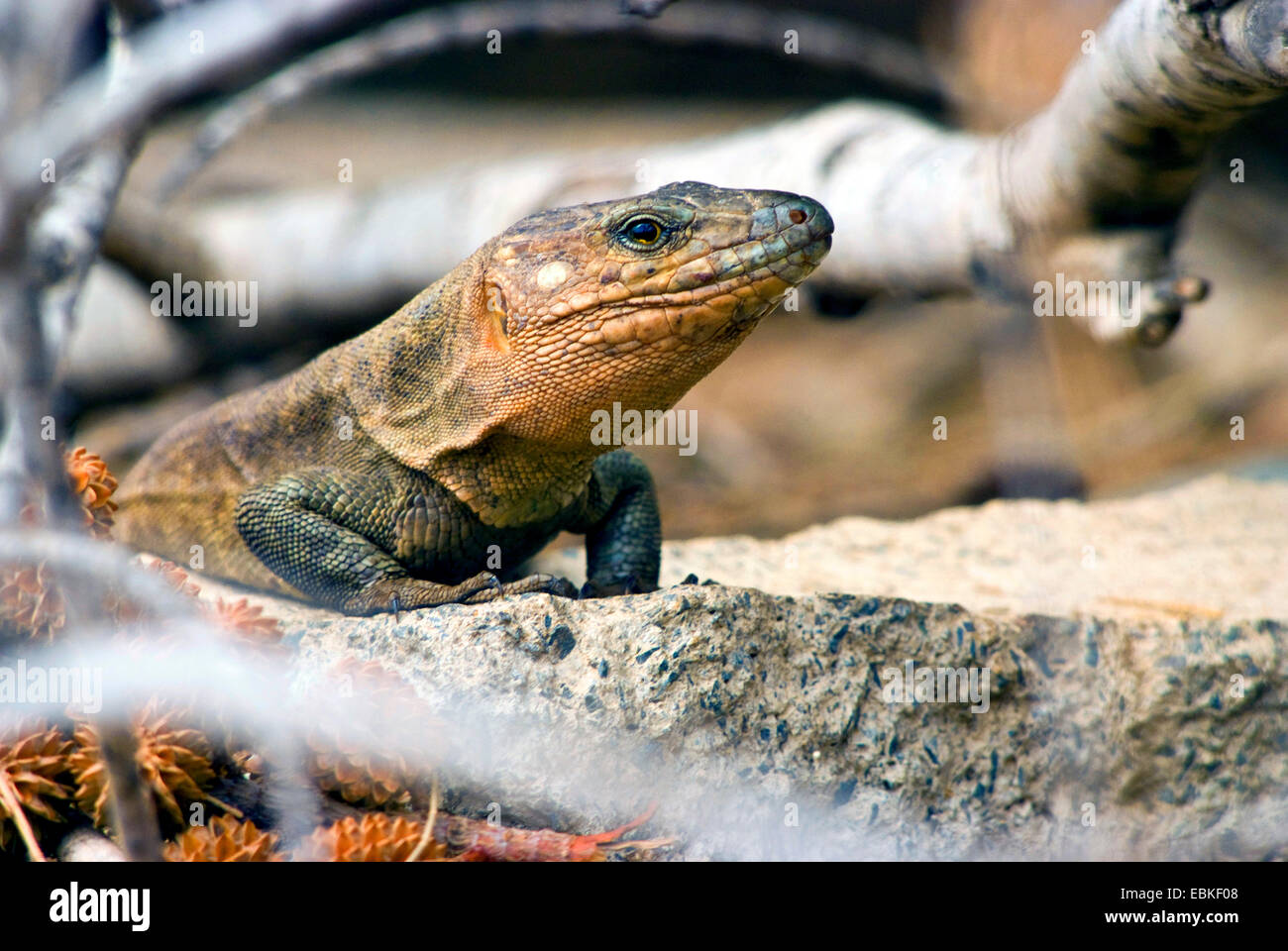 Lézard géant île des Canaries (Gallotia stehlini), portrait Banque D'Images