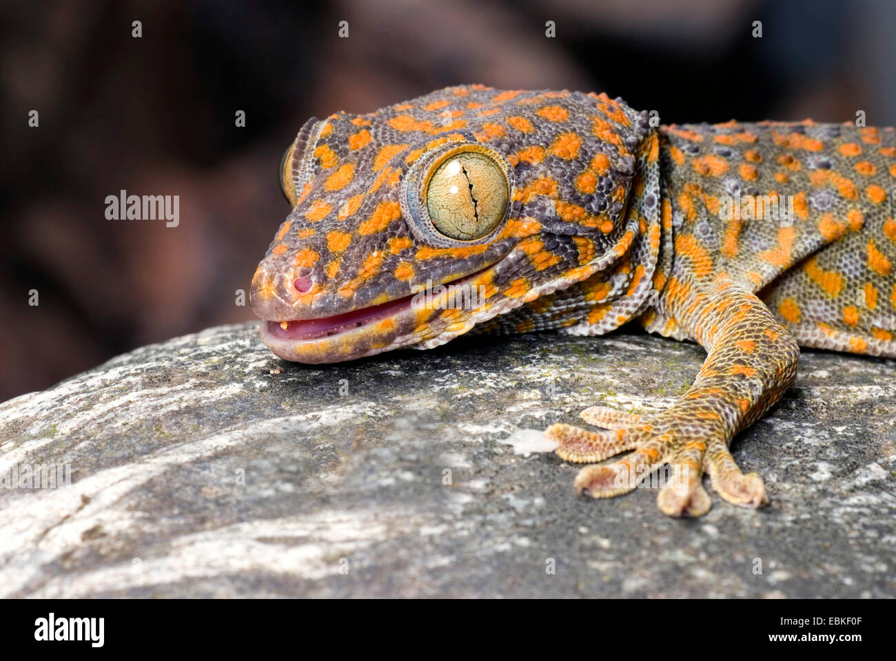 Gecko tokay, tokee (Gekko gecko, Gecko gecko), portrait Banque D'Images