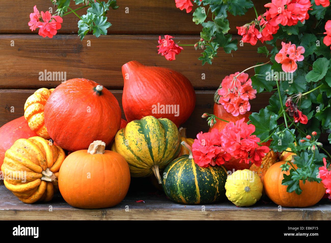 Les citrouilles et les géraniums dans une maison de jardin Banque D'Images