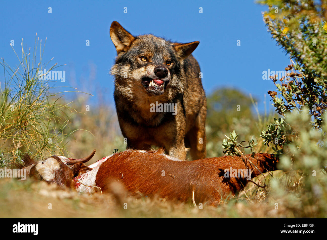 Loup ibérique, Loup Ibérique (Canis lupus signatus), avec les proies menaçant, Espagne Banque D'Images