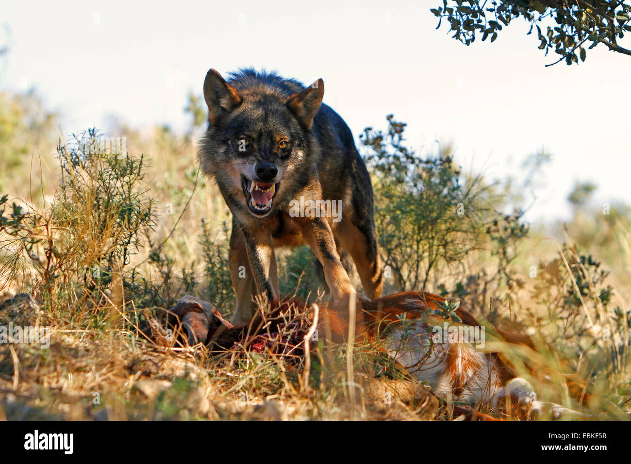 Loup ibérique, Loup Ibérique (Canis lupus signatus), avec les proies menaçant, Espagne Banque D'Images