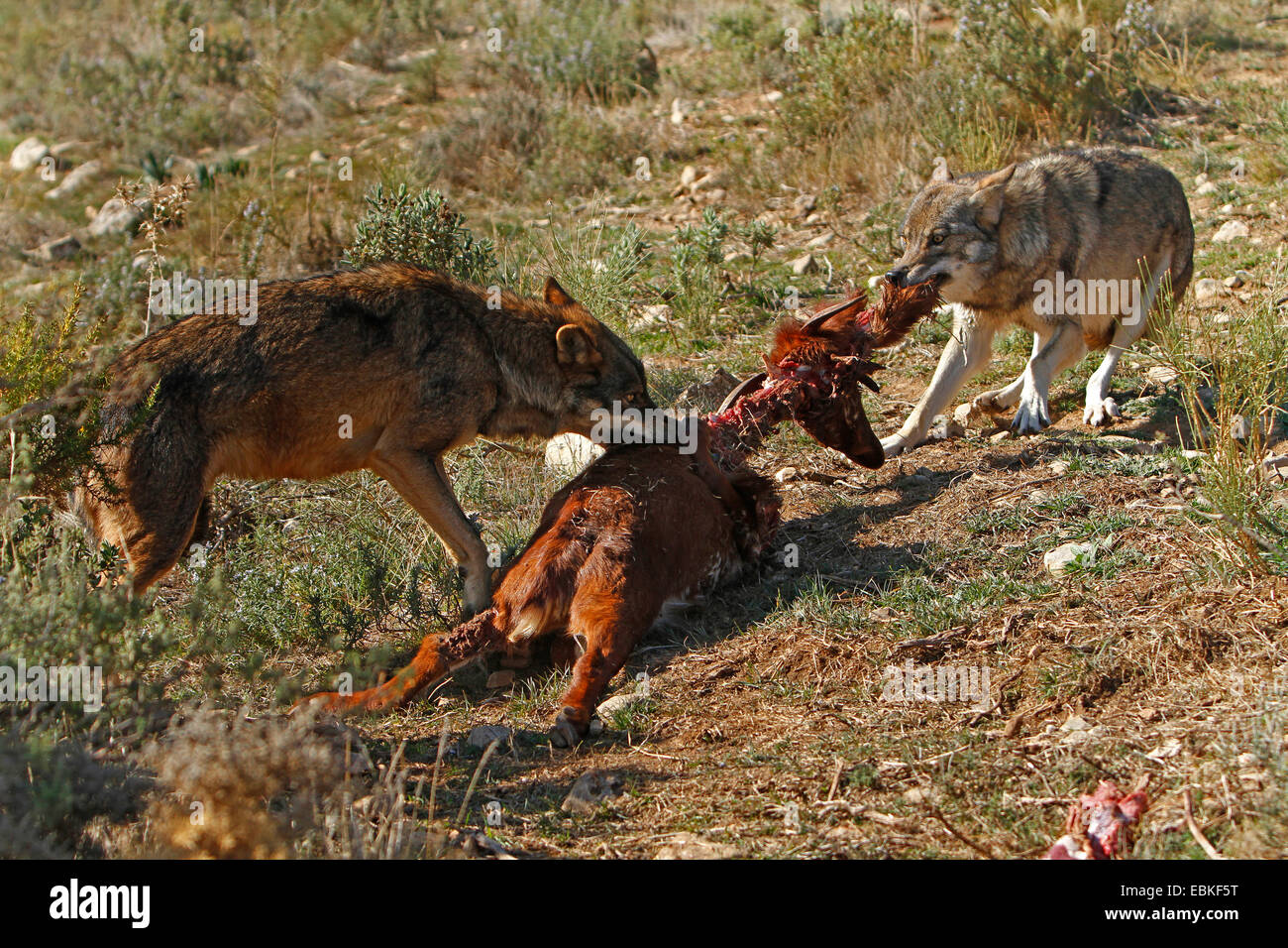 Loup ibérique, Loup Ibérique (Canis lupus signatus), deux loups se déchirer les proies, Espagne Banque D'Images