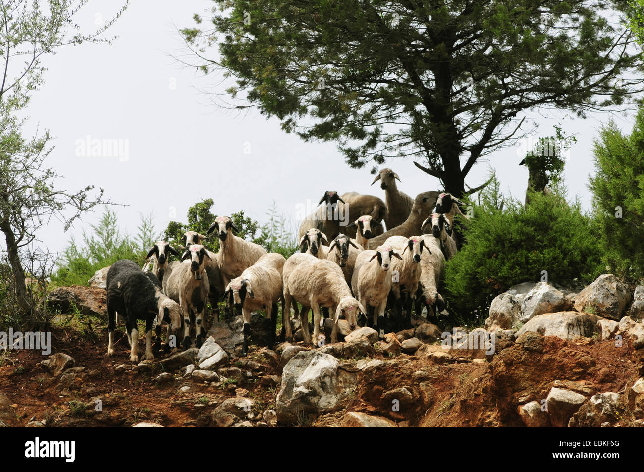 Chèvre (Capra aegagrus f. hircus), troupeau au mont Olympe, en Grèce, en Macédoine Banque D'Images