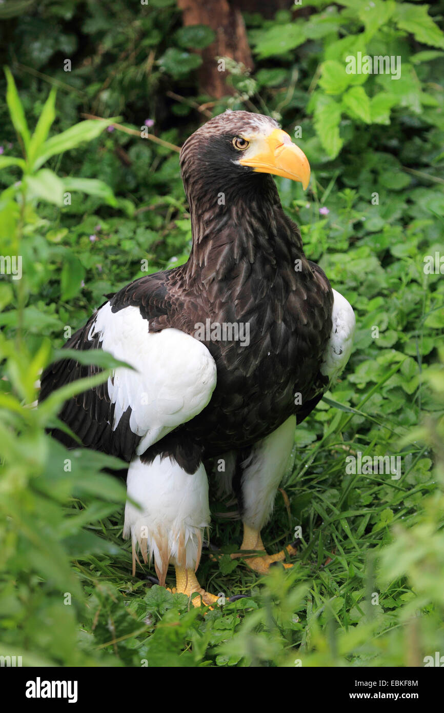 L'aigle de mer de Steller (Haliaeetus pelagicus), Comité permanent Banque D'Images