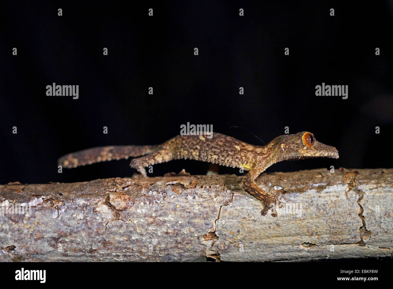 Leaftail Gecko gecko à queue de feuille, Uroplatus (cf. henkelii), sur une branche, Madagascar, Antsiranana, Parc National d'Ankarana Banque D'Images