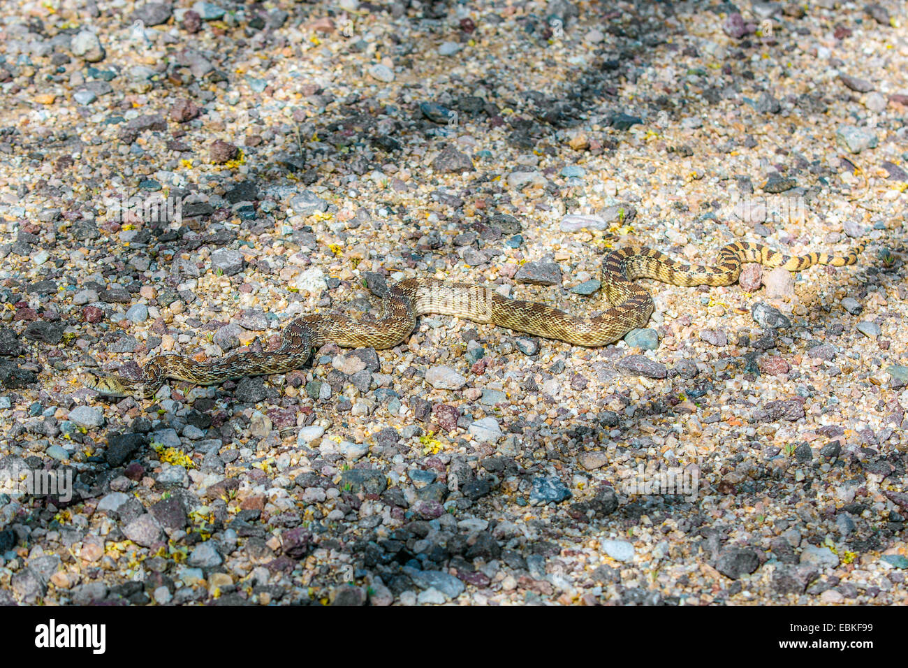 Couleuvre à nez mince (Pituophis catenifer Couleuvre, afinis), bien camouflée sur du gravier, USA, Arizona, Phoenix Banque D'Images